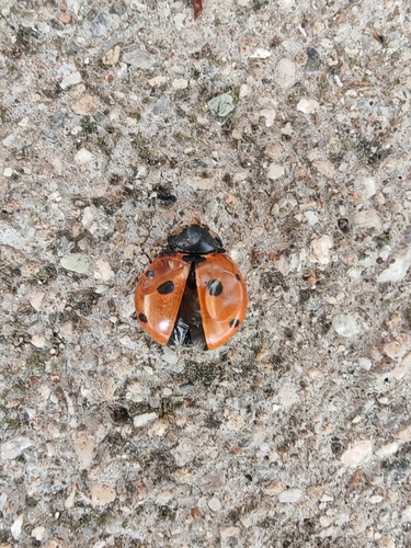 Seven-spotted Lady Beetle