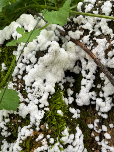 Common Coral Slime