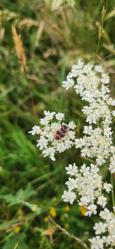 Bee-eating Beetle