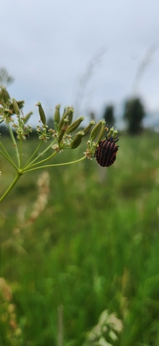 Continental Striped Shield Bug