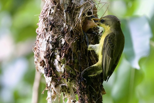 Ornate Sunbird (Northern)