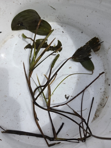 floating-leaved pondweed