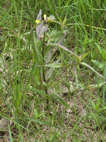 Common Cow-wheat