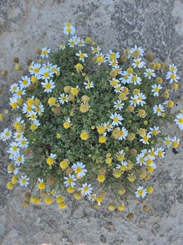 Anthemis maritima maritima
