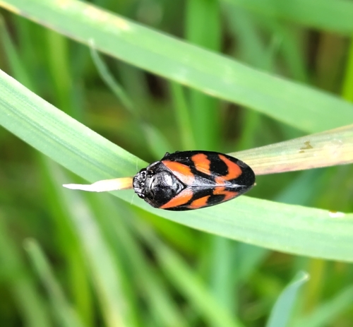 Common Froghopper, 3981 HJ Bunnik, Netherlands, photo 7 of 10