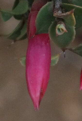 Styphelia serratifolia
