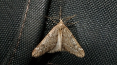 Alsophila aescularia