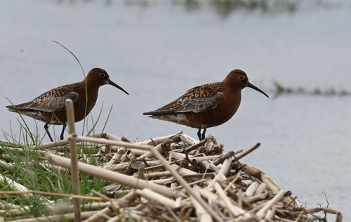 iNaturalist: (c) Нина Штейнбреннер, some rights reserved (CC BY-NC), uploaded by Нина Штейнбреннер iNaturalist image