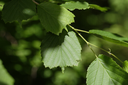 Corylus heterophylla iNat (1)