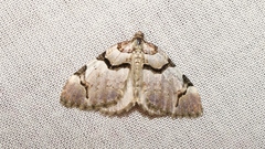 Anticlea derivata