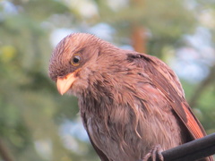 Lanius corvinus