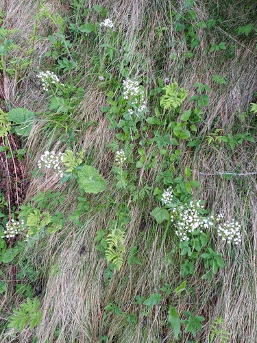 Three-leaved Valerian