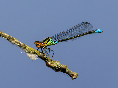Small Red-eyed Damselfly