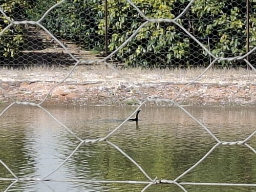 iNaturalist image