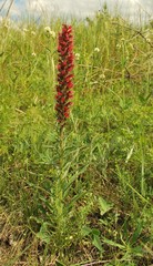 Pontechium maculatum