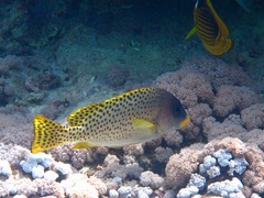 Plectorhinchus gaterinus