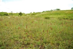 Pontechium maculatum