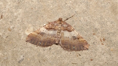 Earophila badiata