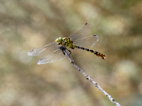 Small Pincertail