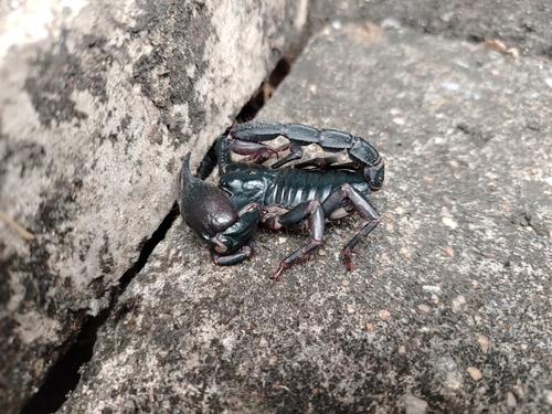 Laotian Giant Scorpion