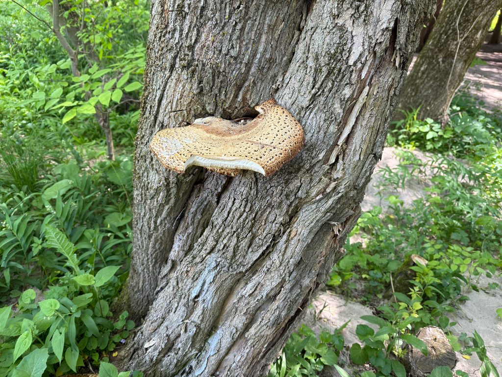 Dryad's Saddle · May 2026 · photo: Photo: no rights reserved · iNaturalist