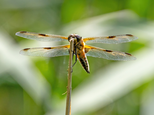Four-spotted Skimmer