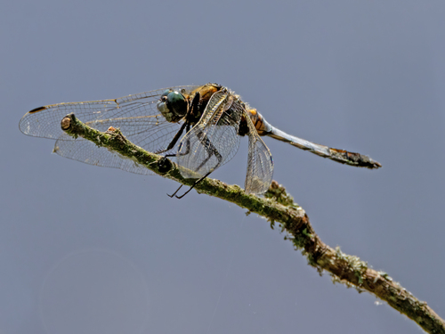 Black-tailed Skimmer