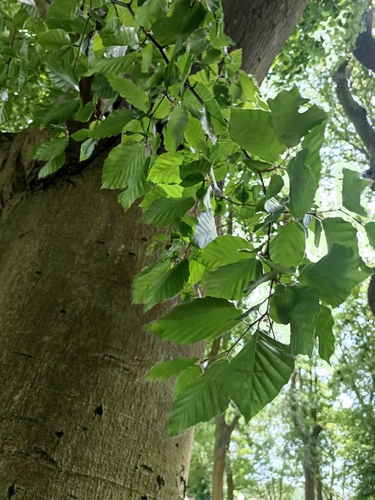 European beech