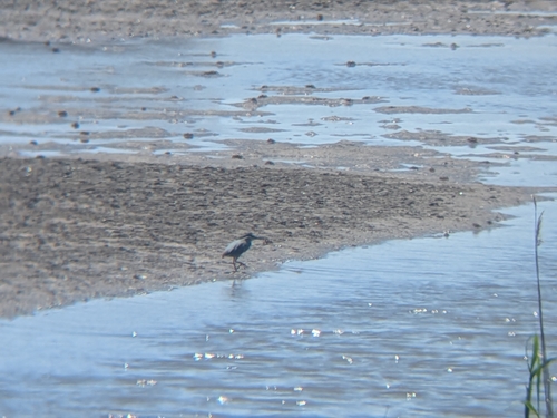 Little Heron