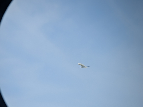 Little Egret