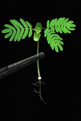 Albizia julibrissin