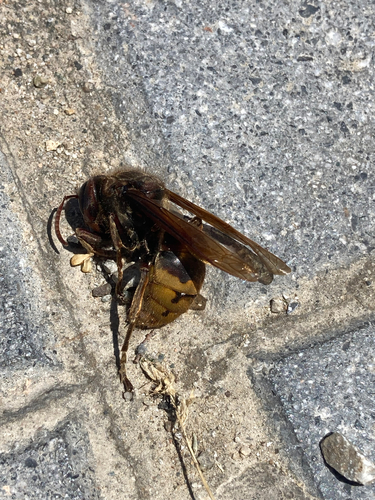 European Hornet