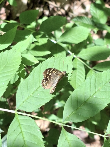 Speckled Wood