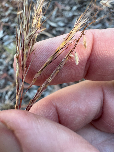 Pitted Blue Grass