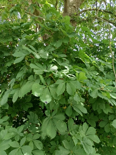 horse-chestnut