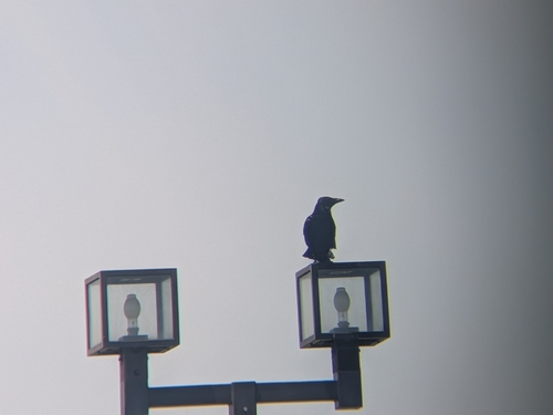 Carrion Crow