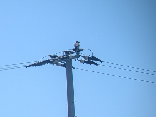 Large-billed Crow