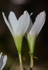 Zephyranthes nelsonii