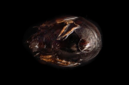 Achipteria coleoptrata