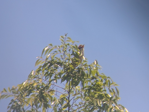 Oriental Reed Warbler