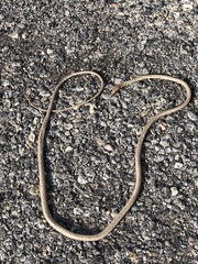 Oxybelis potosiensis