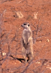 Suricata suricatta