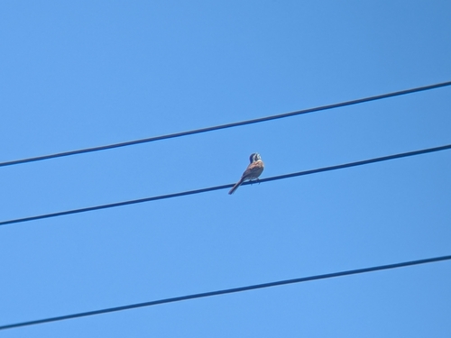 Meadow Bunting