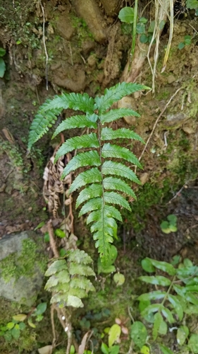 Diplazium mettenianum observed 2026-06-01