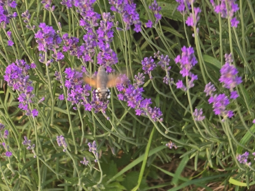 Eurasian Hummingbird Hawkmoth