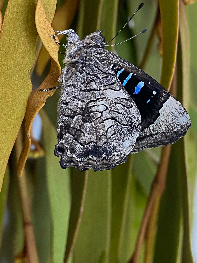 Broad-margined Azure