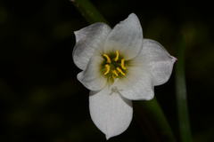 Zephyranthes nelsonii