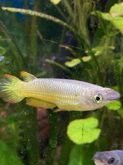 Aplocheilus