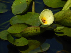 Hydrocleys nymphoides