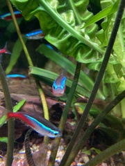 Paracheirodon innesi